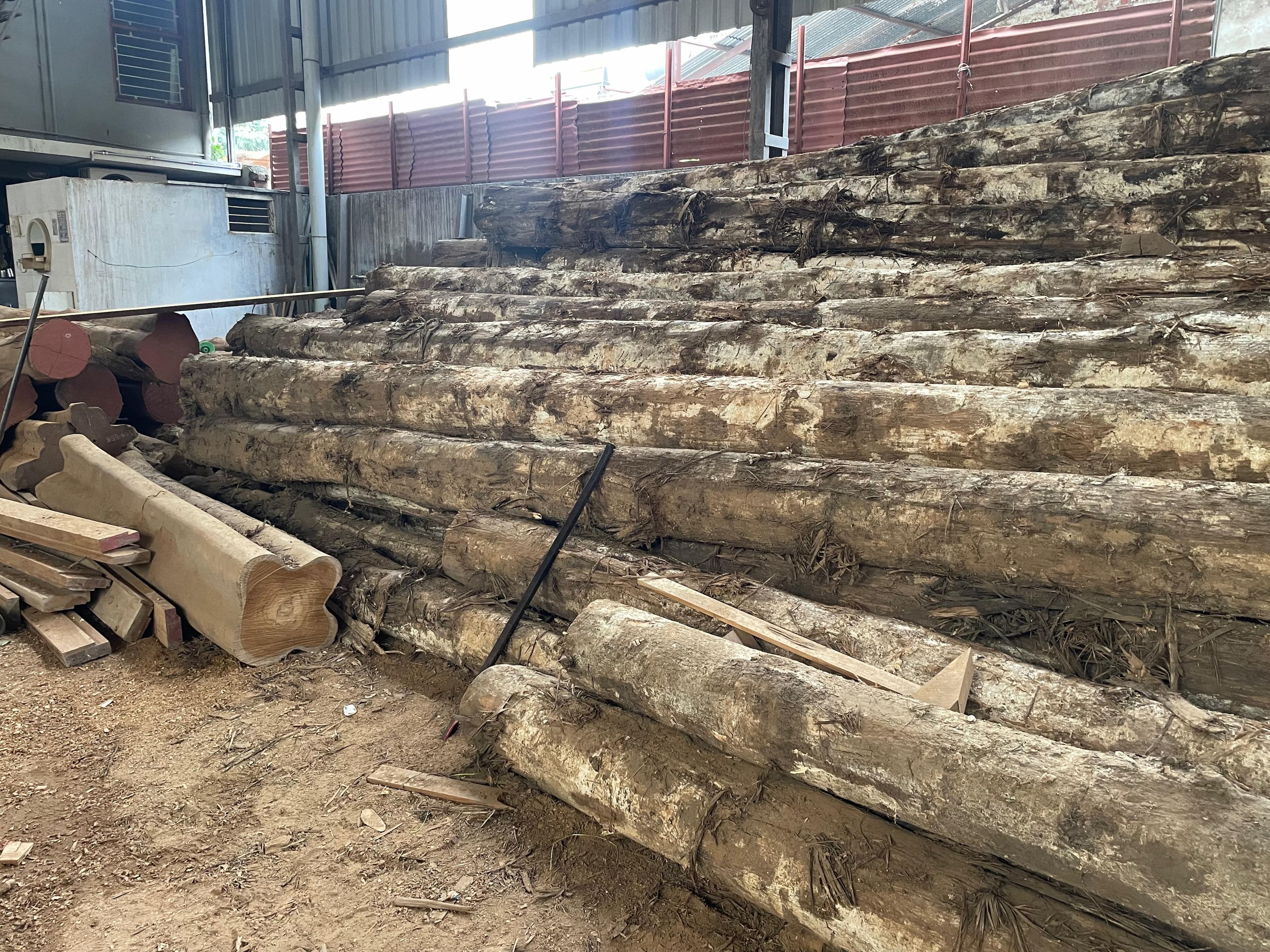 European Steam Beech
